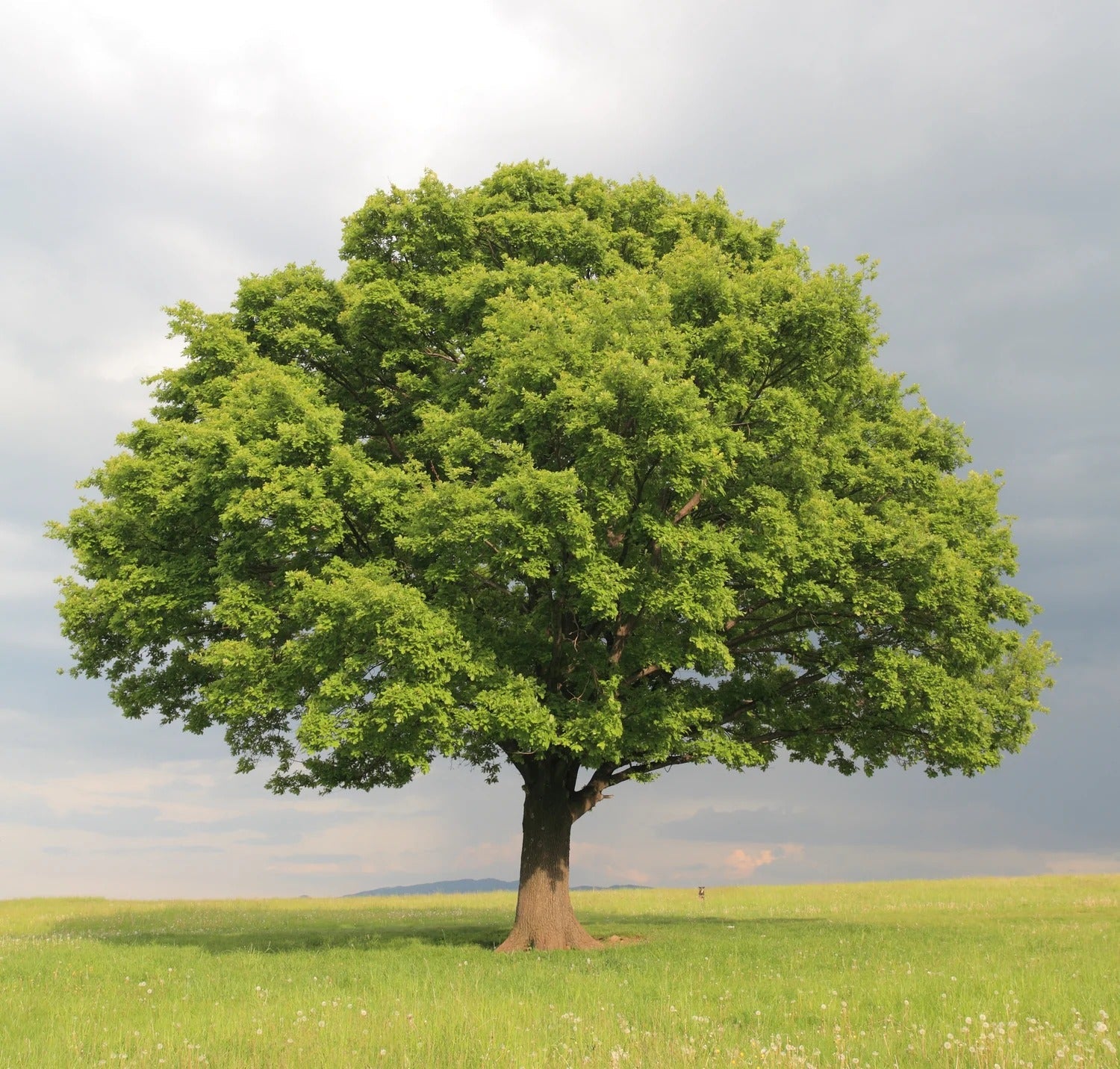 Large Shade Trees