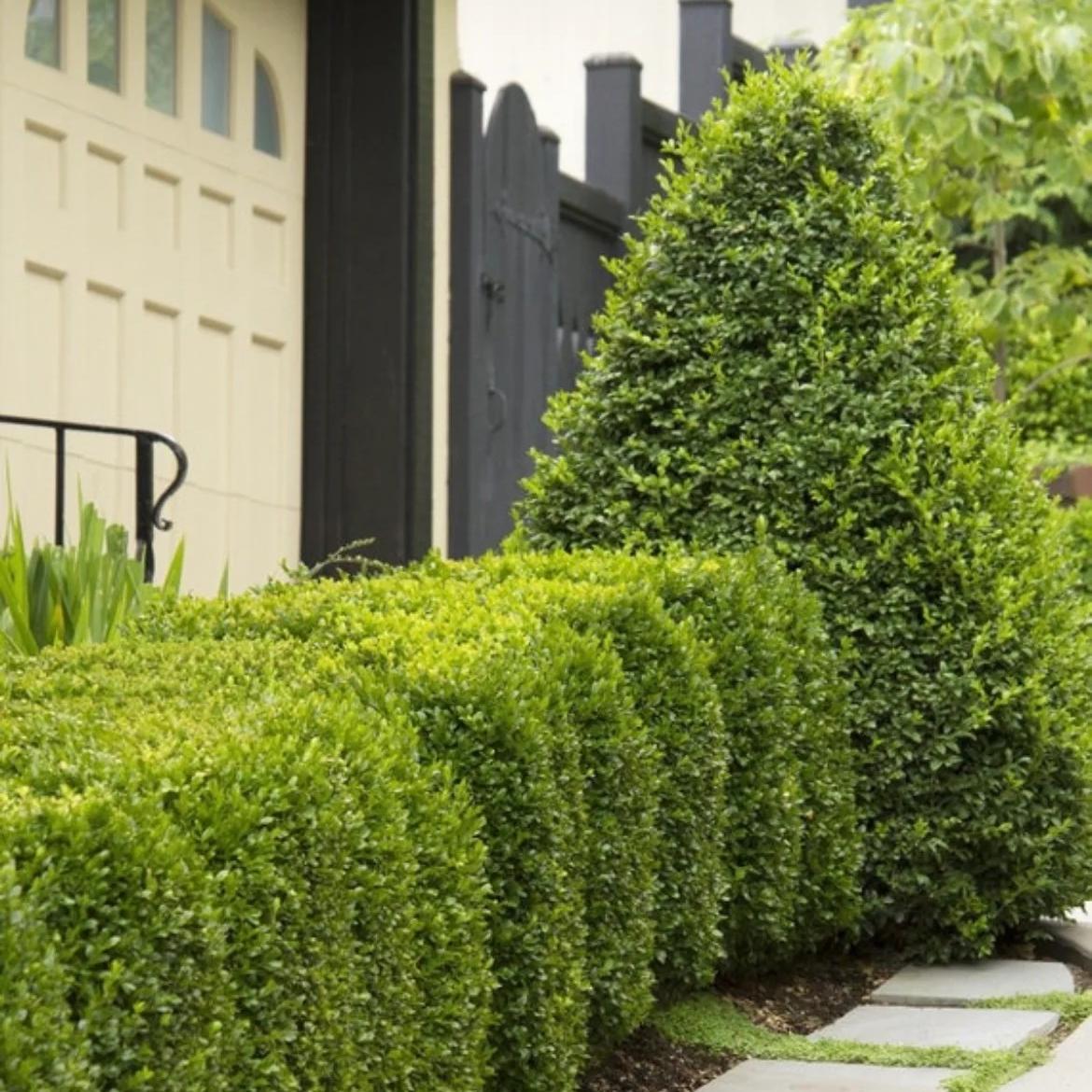 Shrubs & Bushes