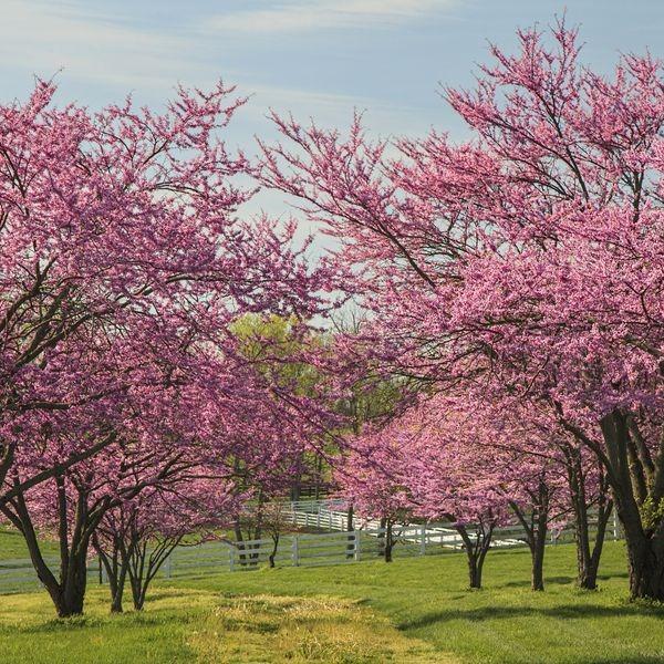 Small Trees