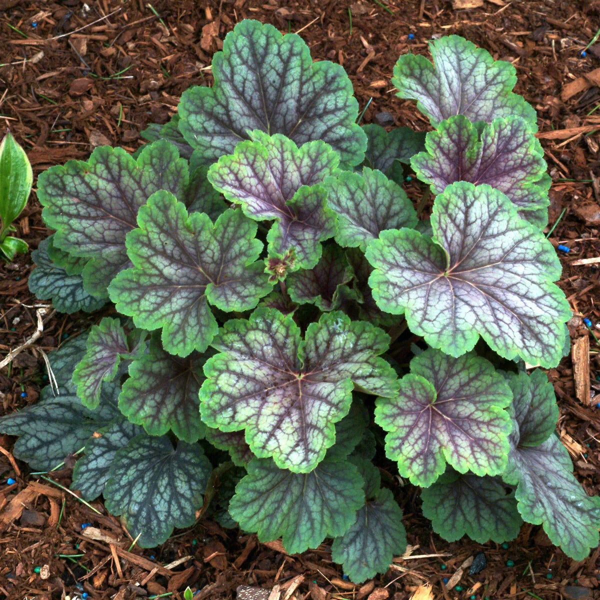 Perennials