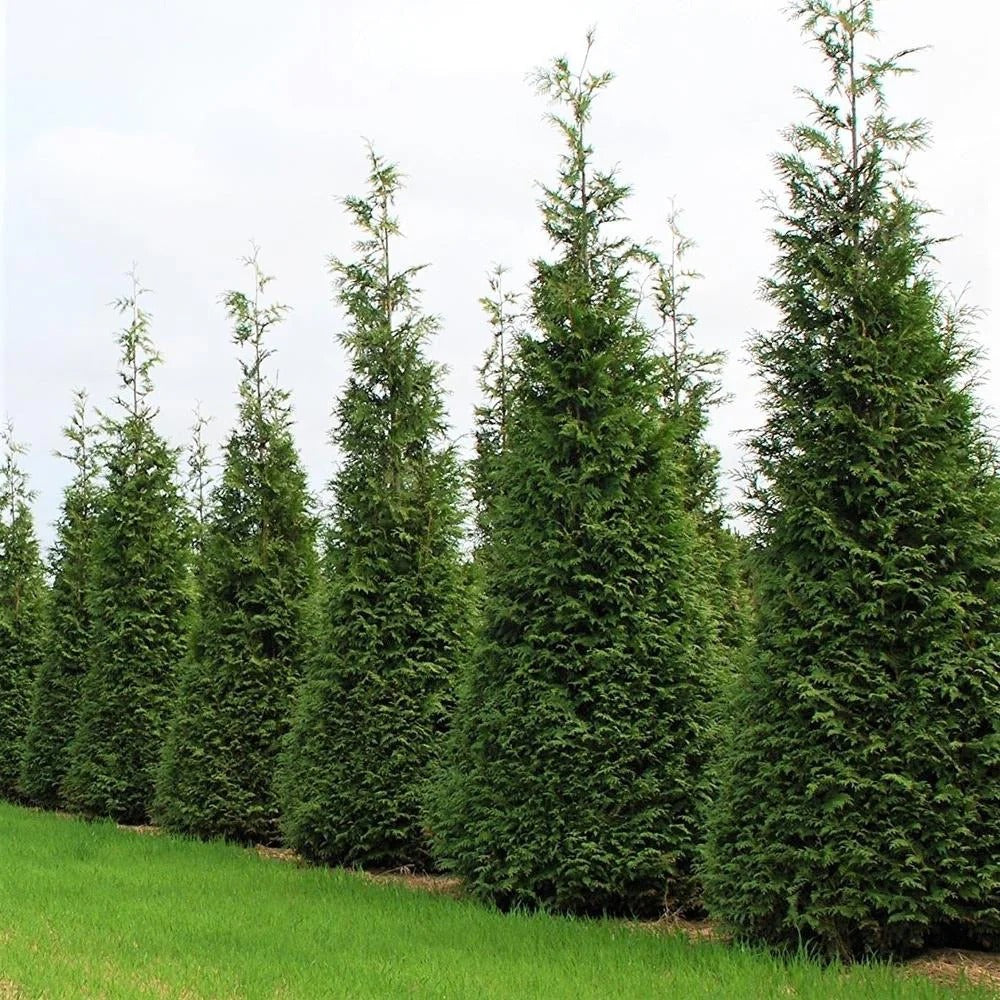 Evergreens