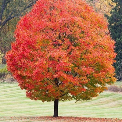 Deciduous