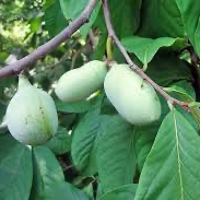 Food Trees & Plants