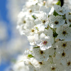 Pear Tree 'Anjou'