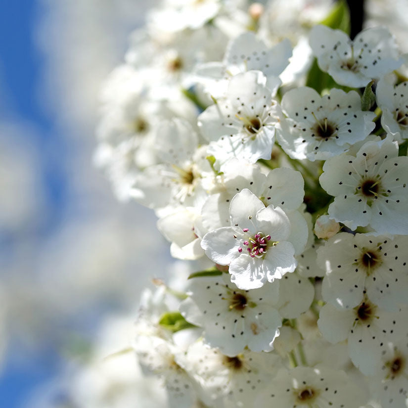 Pear Tree 'Anjou'