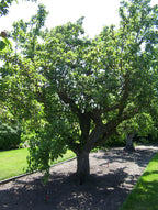 Pear Tree 'Comice'