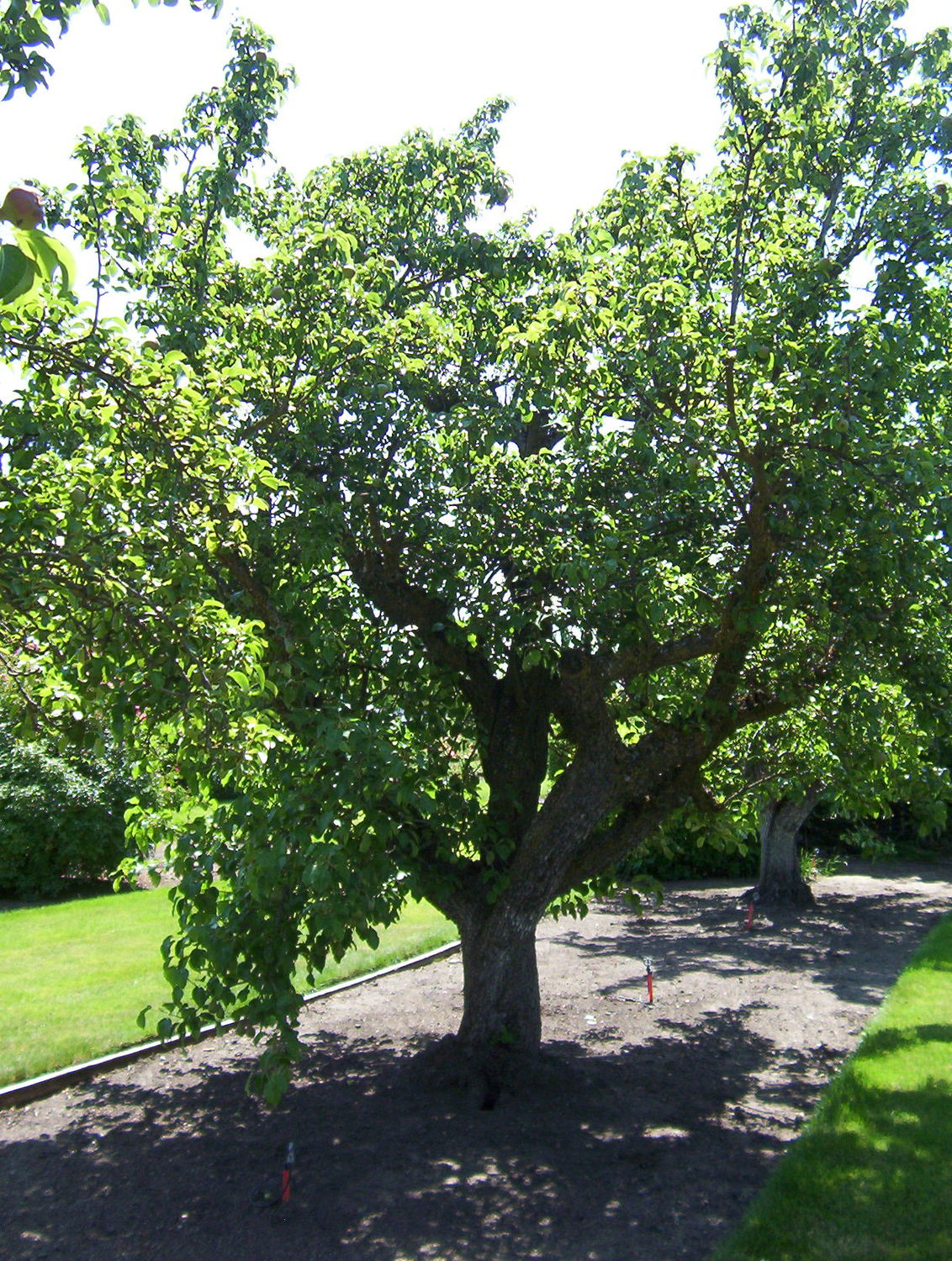 Pear Tree 'Comice'