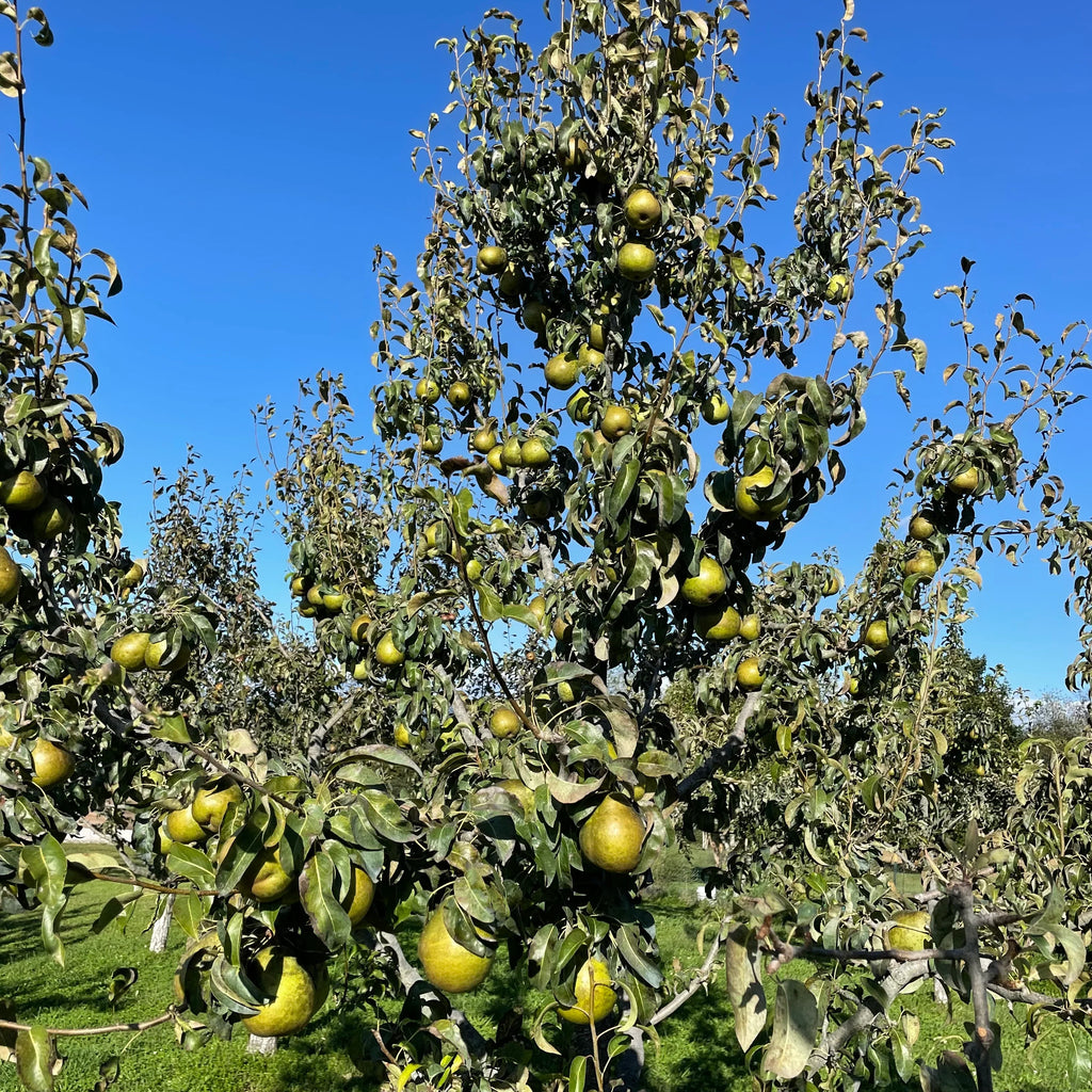 Pear Tree 'Anjou'