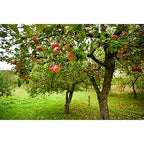 Apple Tree 'Jonathon'
