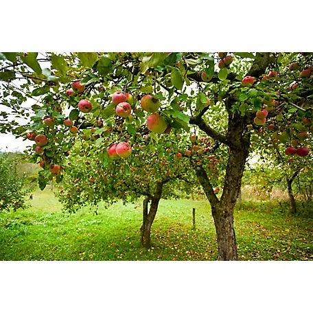 Apple Tree 'Jonathon'