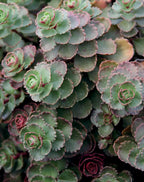 Sedum Stonecrop 'Dragons Blood'