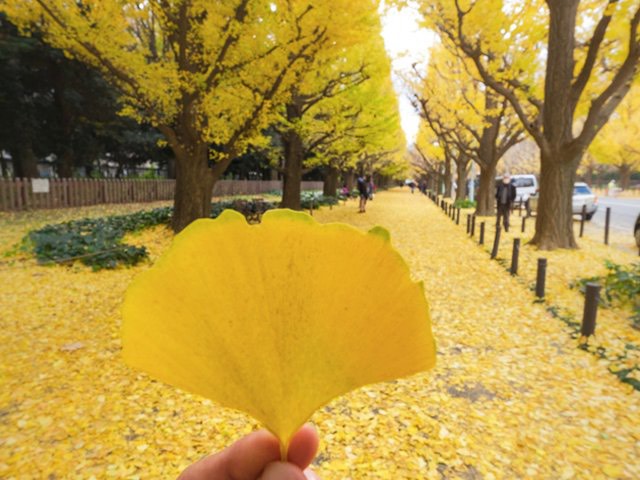 Ginkgo Biloba Tree