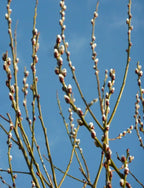 Pussy Willow