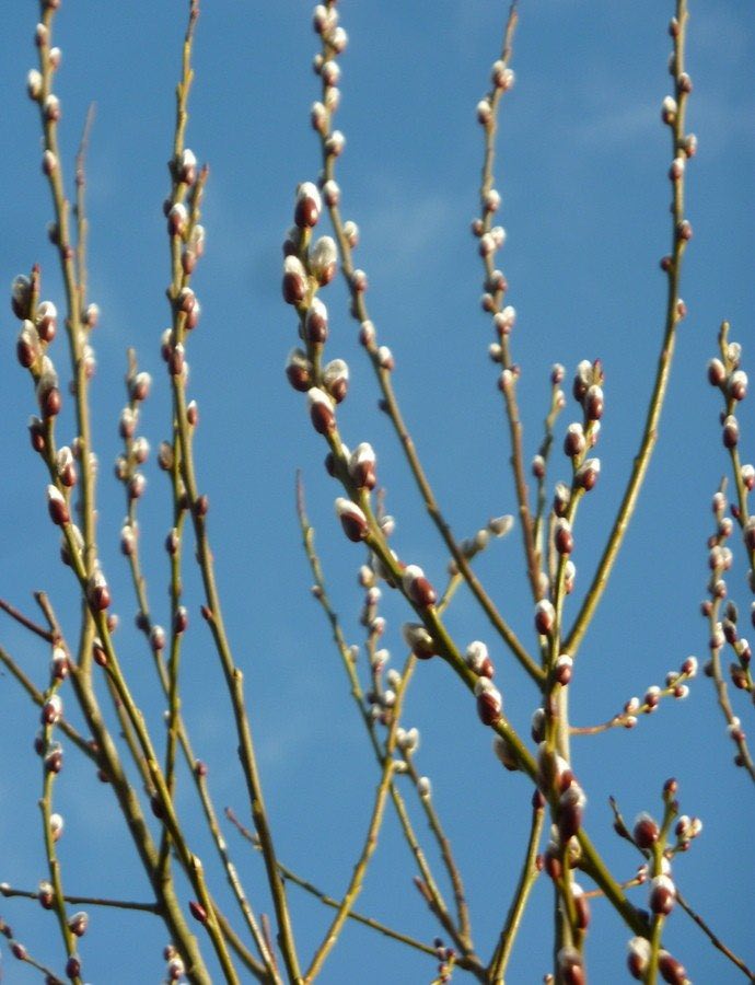 Pussy Willow
