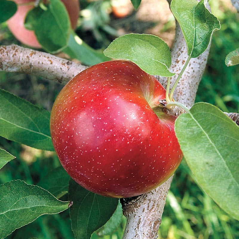 Apple Tree 'Liberty'