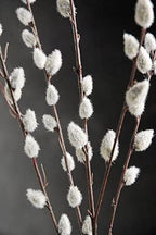 Pussy Willow