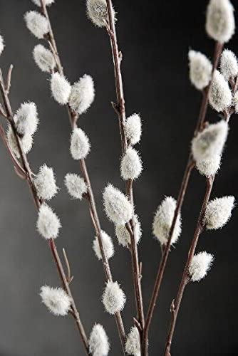 Pussy Willow