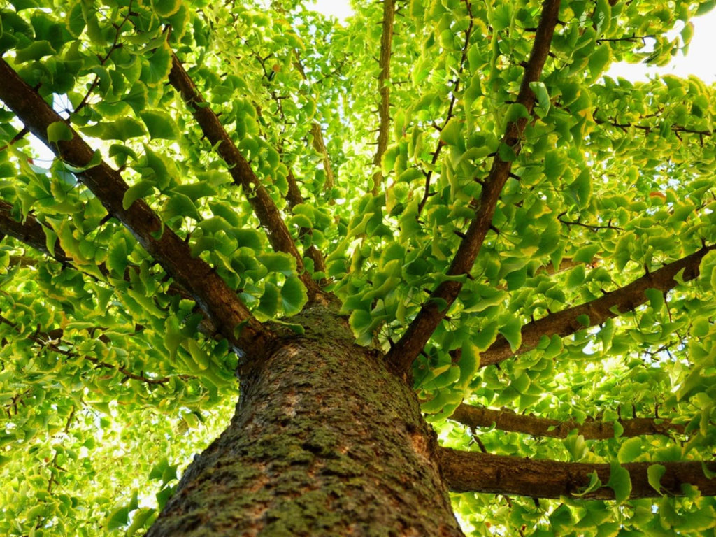 Ginkgo Biloba Tree