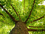 Ginkgo Biloba Tree