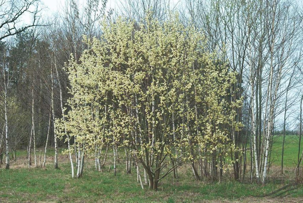 Pussy Willow