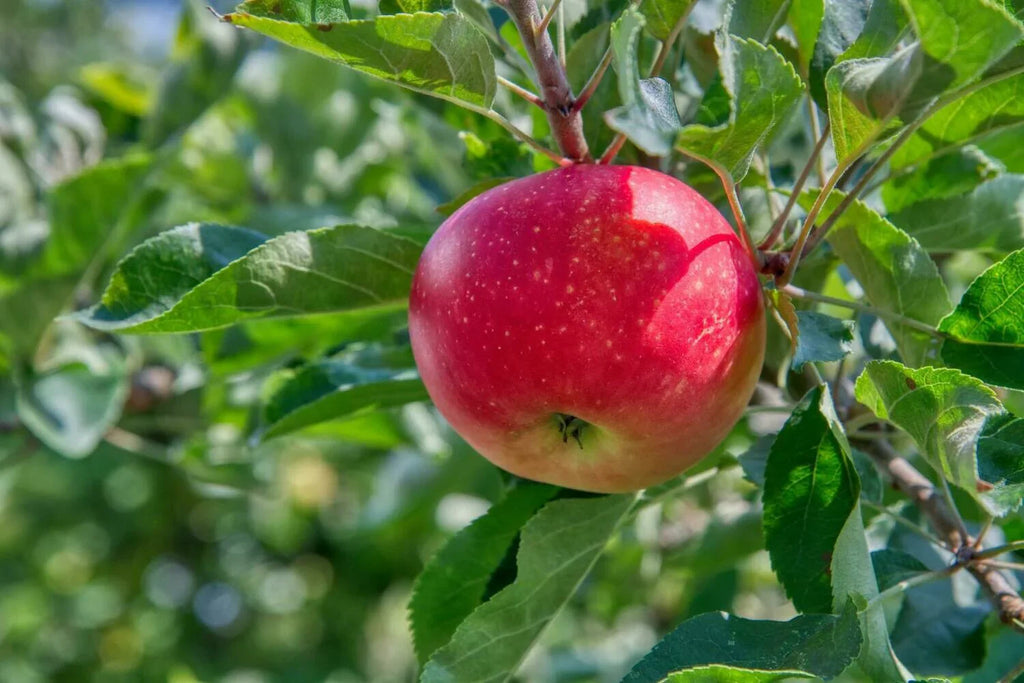 Apple Tree 'Fuji'