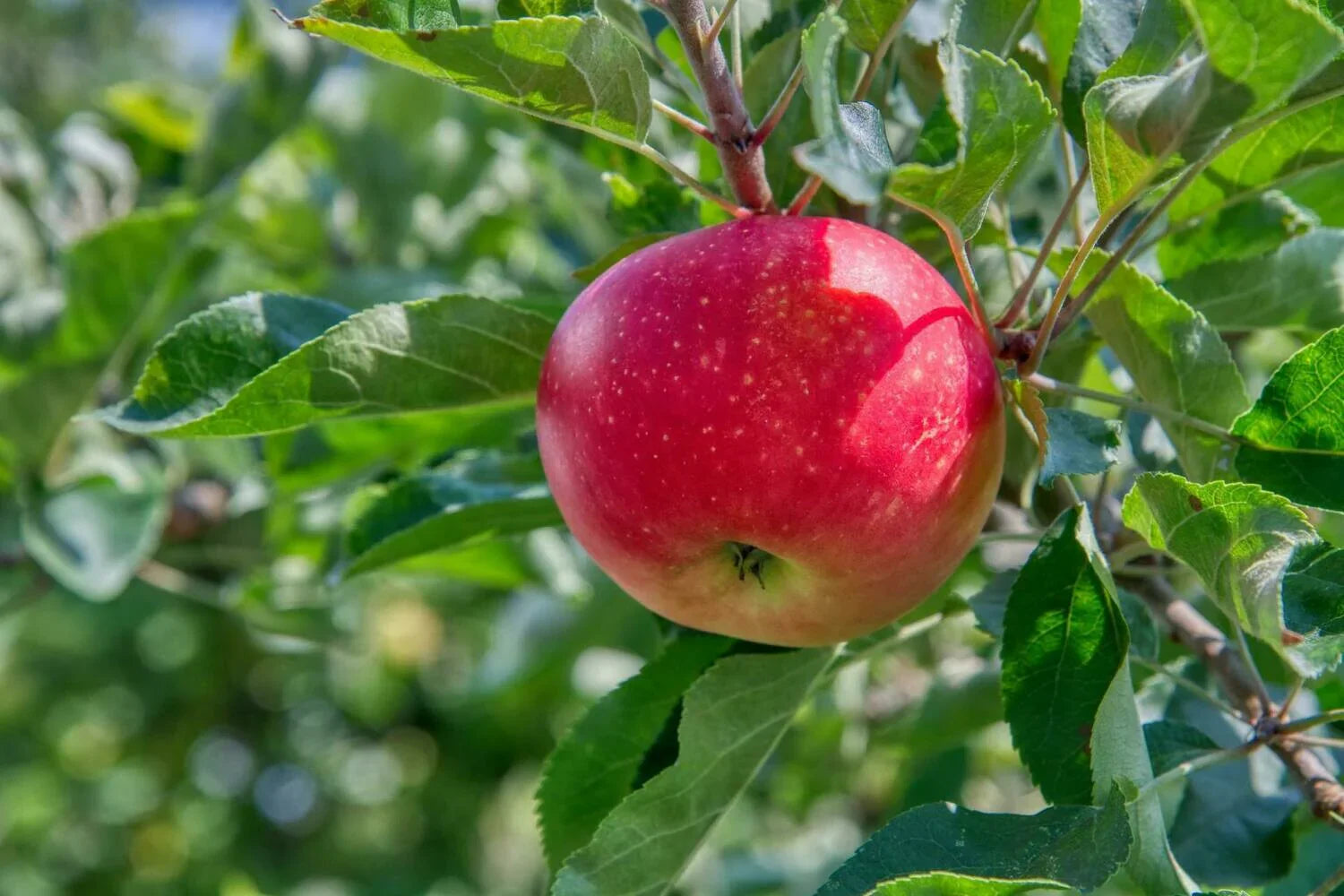 Apple Tree 'Fuji'