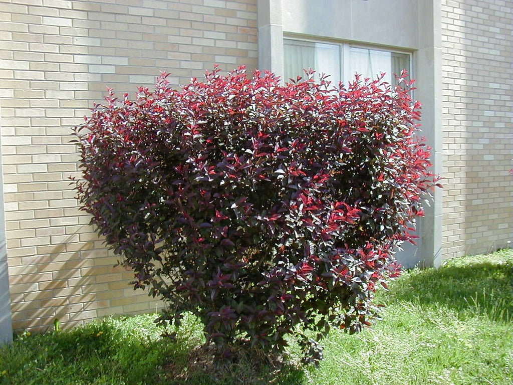 Purple Leaf Sand Cherry