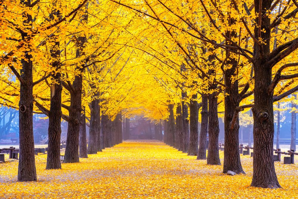 Ginkgo Biloba Tree
