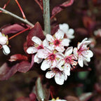 Purple Leaf Sand Cherry