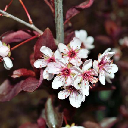 Purple Leaf Sand Cherry