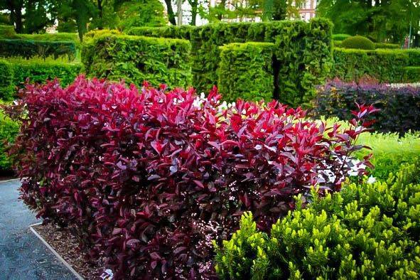 Purple Leaf Sand Cherry