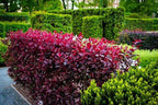Purple Leaf Sand Cherry