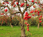 Apple Tree 'Fuji'