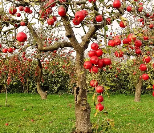 Apple Tree 'Fuji'