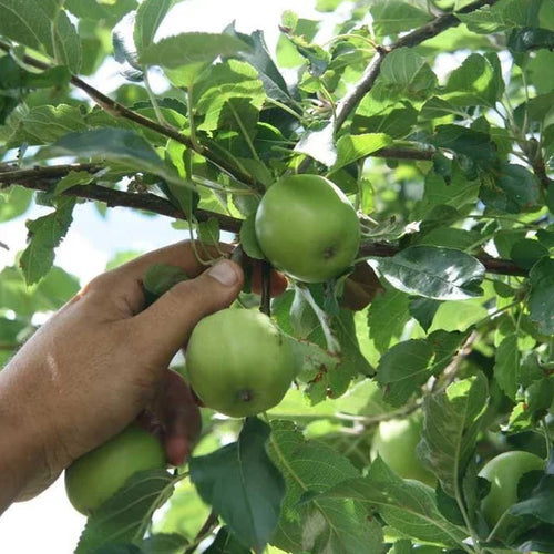 Apple Tree 'Granny Smith'