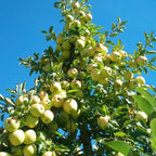 Apple Tree 'Golden Delicious'