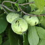 Pawpaw Tree 'Pennsylvania Gold'