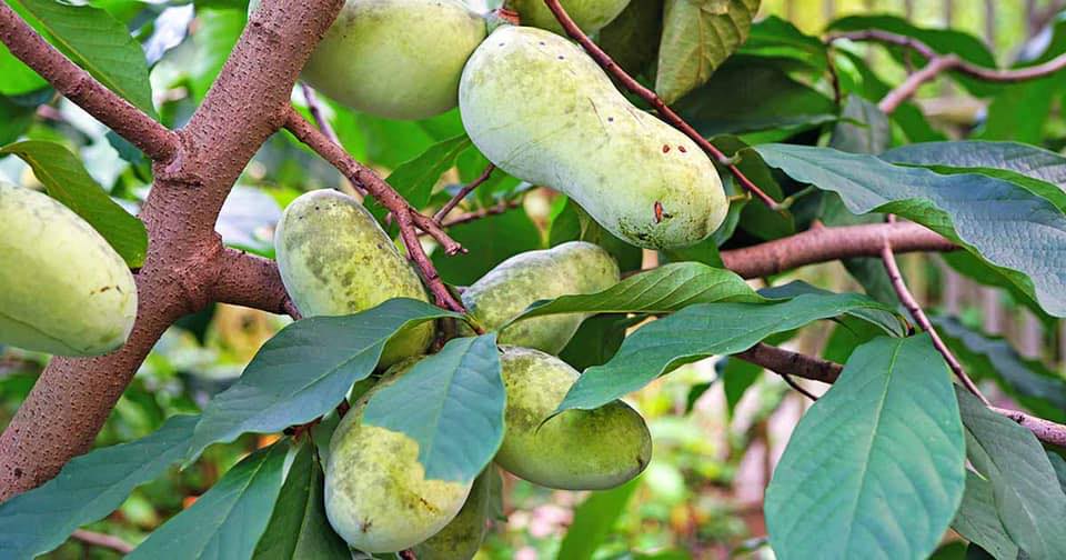 Pawpaw Tree 'Pennsylvania Gold'