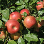 Apple Tree 'Honeycrisp'