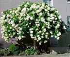 Hydrangea 'Pee Gee'