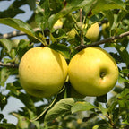 Apple Tree 'Golden Delicious'