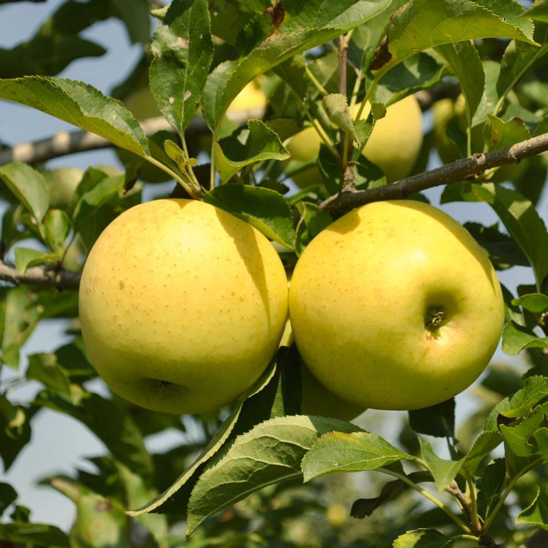 Apple Tree 'Golden Delicious'