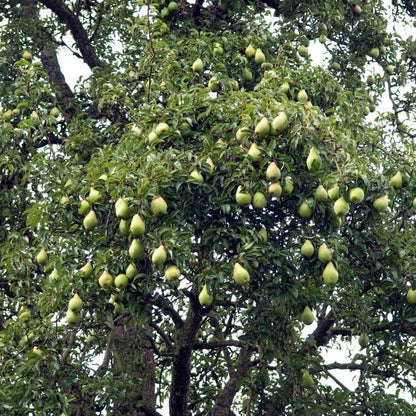 Pear Tree 'Orient'