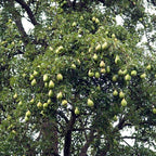 Pear Tree 'Orient'