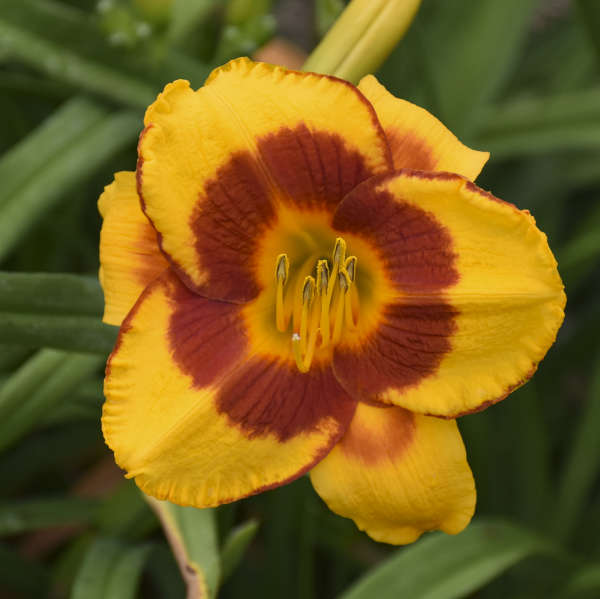 Daylily 'Fooled Me'