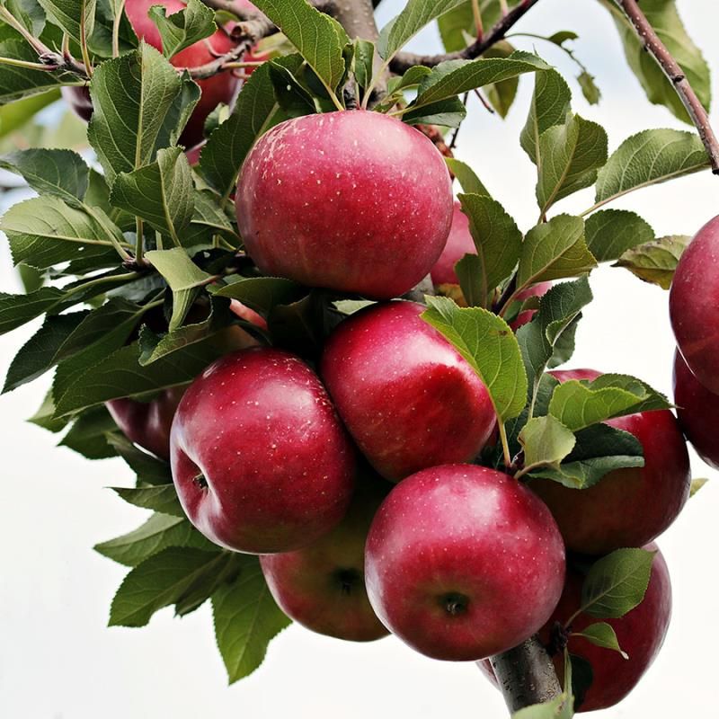 Apple Tree 'Liberty'