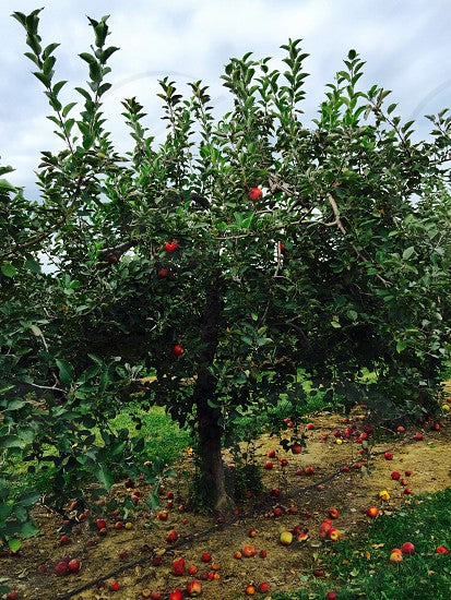 Apple Tree 'Red Delicious'