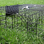 2025 Rugged Ranch Squirrelinator 2 Door Small Metal Wire Multi-Catch Live Animal Squirrel Catch & Release Cage Trap for Pest Control  Black