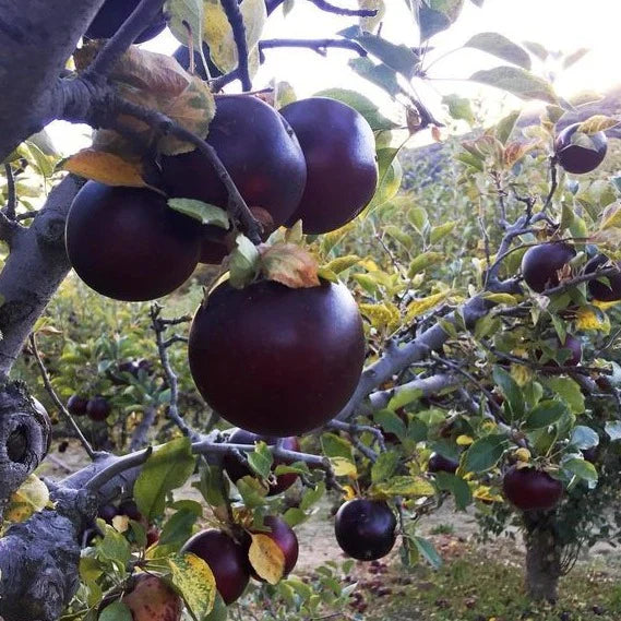 Apple Tree 'Arkansas Black'