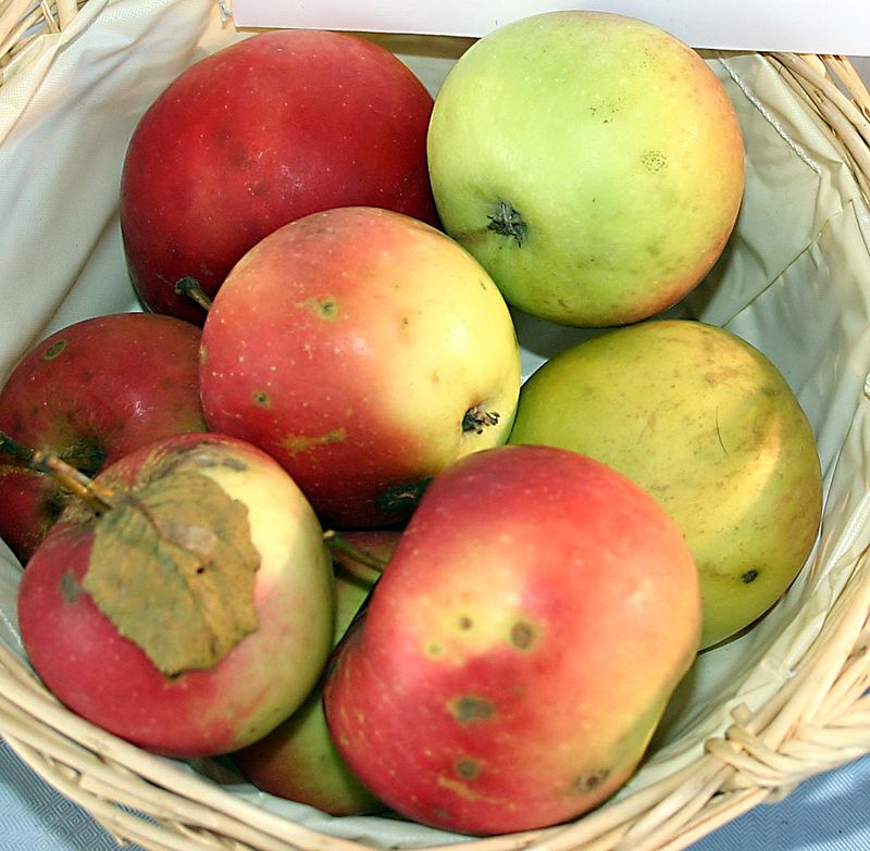 Apple Tree 'Jonathon'